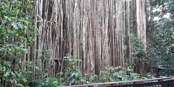 Strangler Fig